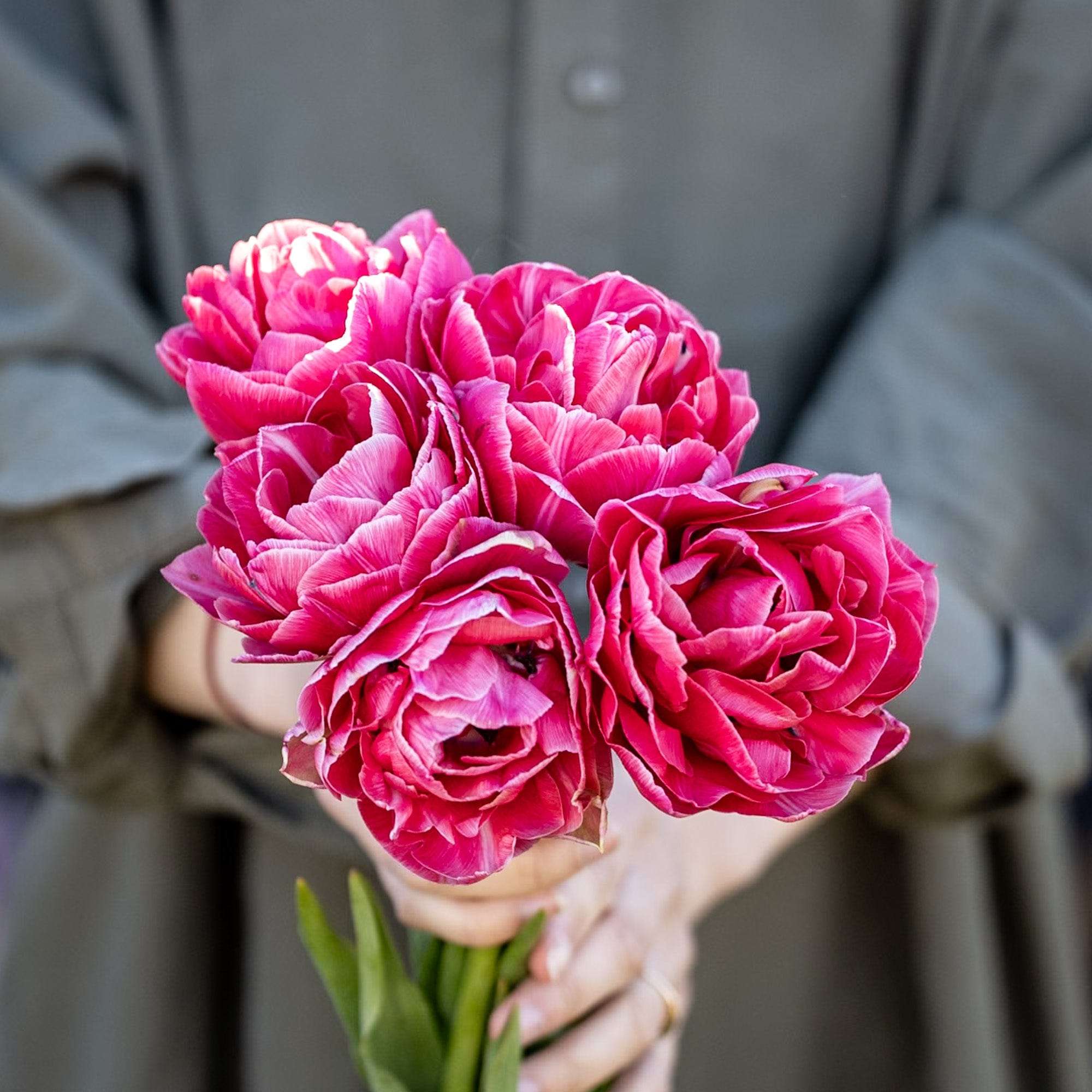 Tulpe 'Aveyron'